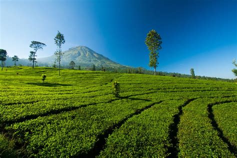 Jelajahi Keindahan Kebun Teh Tambi Wonosobo di Wisata Terbaru